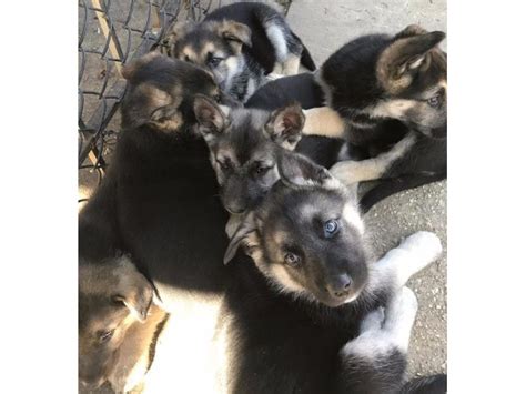 Dad is a king german location: German shepherd puppies - Animals - Hyattsville - Maryland - announcement-59727