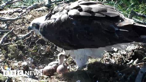 First Osprey Of The Season At Perthshire Reserve Bbc News
