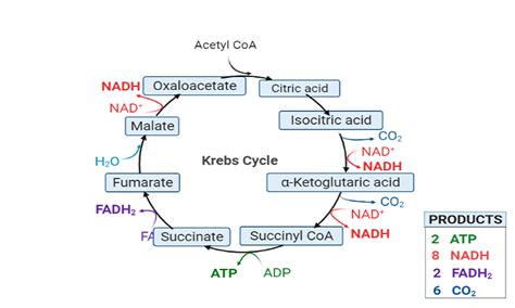 Krebs Cycle Or Tca Cycle Steps Product Equation Diagram