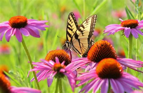 Don Poggensee Takes Us Among The Swallowtails Beautiful Coneflowers