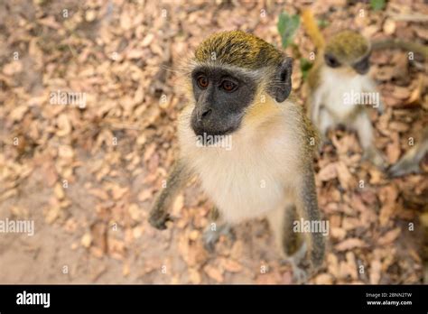 Green Monkey Chlorocebus Sabaeus Begging For Food Bijilo Forest Park
