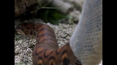 Corn snakes have a smaller, narrower head that aligns with their slender body angle and size, different from the copperhead's triangular head and thicker body width. Snake sheds its skin| CCTV English - YouTube