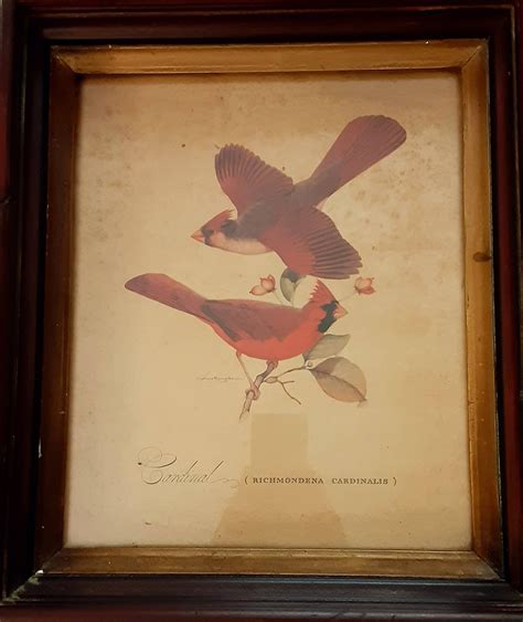 Richmondena Cardinalis Antique Print Framed In Dark Oak Wood Etsy