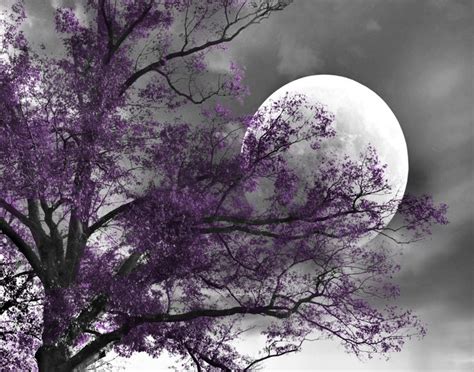 Image Result For Black White Purple Bedroom Moon Wall Art Beautiful