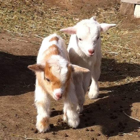 73 Best Miniature Goats And Donkeys Images On Pinterest Goats Goat