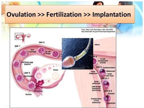 ️ Ovulation Conception And Implantation Conception To Implantation