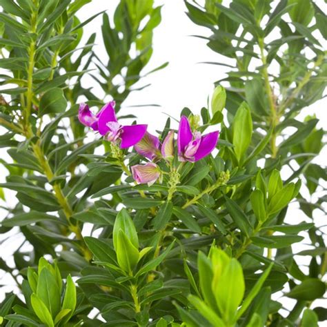 Sweet Pea Bush Petite Butterfly Polygala Fruticosa My Garden Life