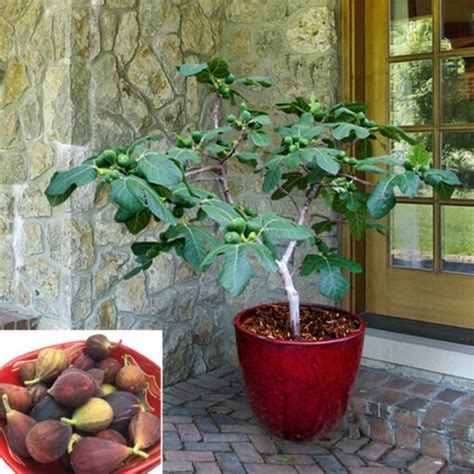 How To Grow Figs In Cold Climates The Reaganskopp Homestead