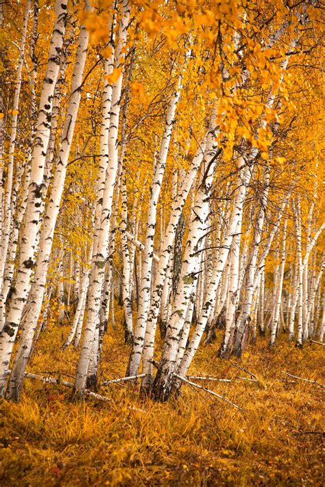 Autumn Birch Forest By Aliaksei Skreidzeleu 500px Birch Tree Art