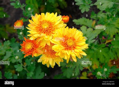 Orange Chrysanthemums In Garden Nursery Chrysanthemums Wallpaper