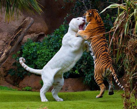 Liger Vs Tiger Fight Amazing Photo Of The Day Dottech