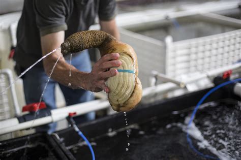 Follow A Geoduck The Worlds Most Nsfw Seafood From Mud To Plate