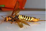 Images of Queen Wasp Pictures