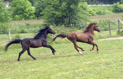 Rare Horse Breeds10 Of The Most Endangered Horse Breeds