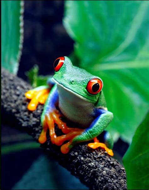 Amazon River Frog Rainforest Animals Tree Frogs