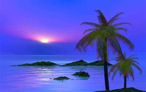Serenity Palm Tree Images Landscape Pictures Palm Tree