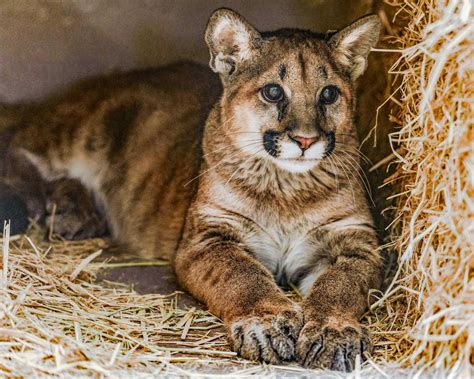 Orphaned Mountain Lion Cubs At Oakland Zoo Part Of Trend In California