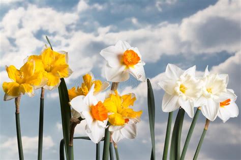 Daffodils With A Blue And Cloudy Sky In The Background Narcissus Stock