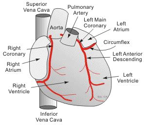 Coronary circulation is the circulation of blood in the blood vessels that supply the heart muscle (myocardium). CV Physiology: Coronary Anatomy and Blood Flow