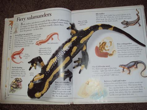 Bookworm Fun Salamanders And Newts