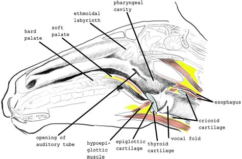 Figure 1 From Dynamic Obstructions Of The Equine Upper Respiratory