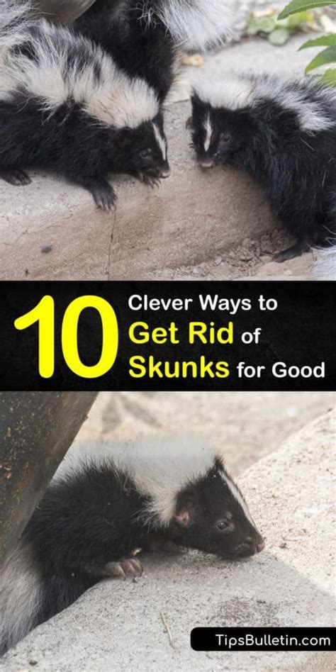 10 Clever Ways to Get Rid of Skunks for Good