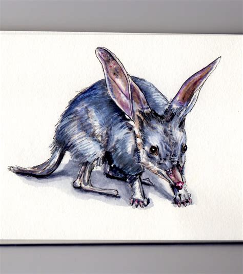 The Greater Bilby Doodlewash
