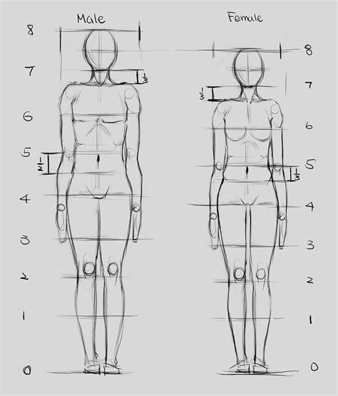 Female Body Diagram Drawing Women Muscle Diagram Human Anatomy