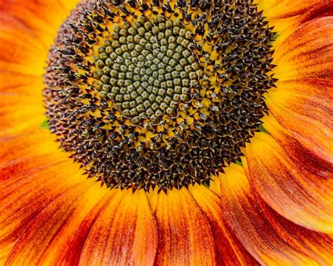 Sunflowerupclosecolors Close Up Sunflower Photography Info Photos