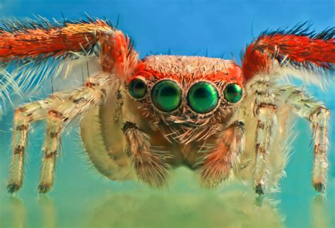 How Many Eyes Do Spiders Have Animal Corner