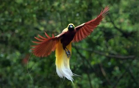 Jenis Burung yang Dilindungi di Indonesia - Jenis.net