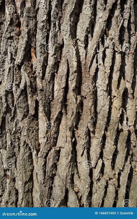White Poplar Tree Bark Or Rhytidome Texture Detail Obraz Stock Obraz