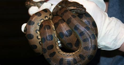 Captive Female Anaconda Becomes Pregnant By Herself In Rare Virgin