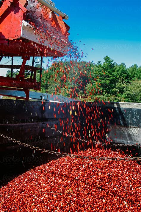 Cranberry Harvest By Stocksy Contributor Raymond Forbes LLC Stocksy