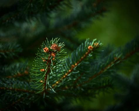 Free Stock Photo Of Evergreen Tree Fir Tree Forest