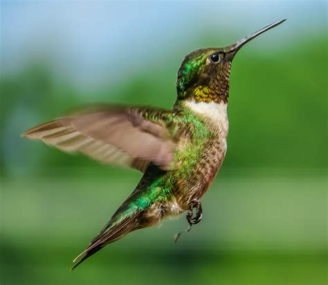 Hummingbird In Flight By Erinmorganphotos