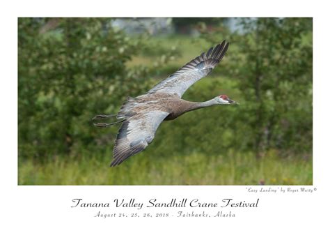 Tanana Valley Sandhill Crane Festival Friends Of Creamers Field
