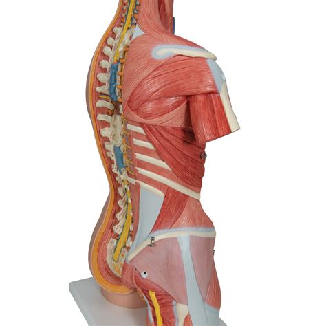 Human muscle system, the muscles of the human body that work the skeletal system, that are under voluntary control, and that are concerned with movement, posture, and balance. Human Torso Model | Life-Size Torso Model | Anatomical ...