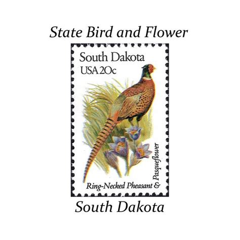 Five 20c South Dakota State Bird And Flower Stamps Vintage Etsy