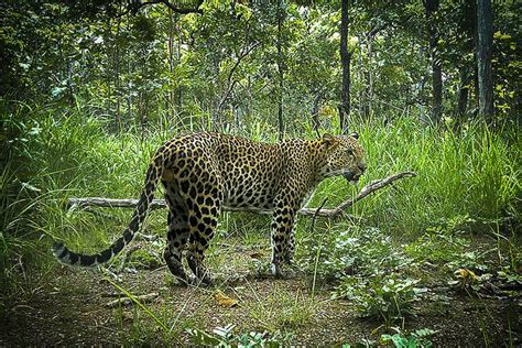 Cambodias Leopards Could Be Extinct In Just Two Years Big Cat