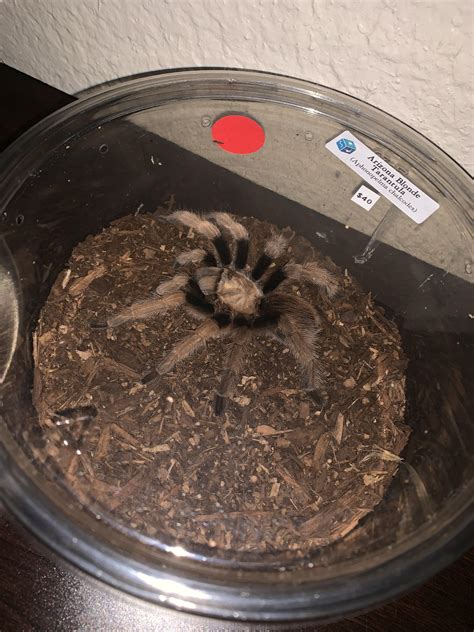 New friend found at Pomona Reptile Super Show. : r/tarantulas