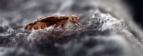 'Super' lice teach a valuable lesson | New school year ...