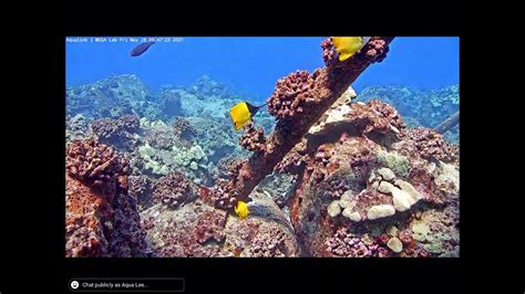 Longnose Butterflyfish Big Lauwiliwilinukunukuoioi Youtube