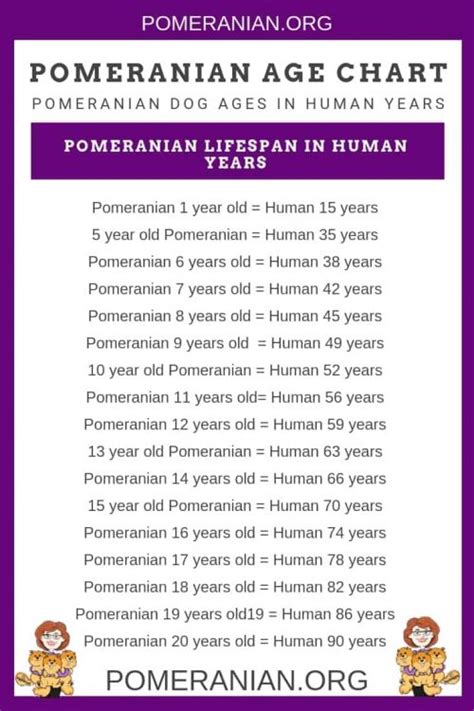 Pomeranian Age In Human Years