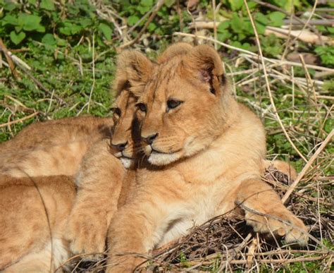 Playtime For Lion Cubs At Linton Zoo Zooborns