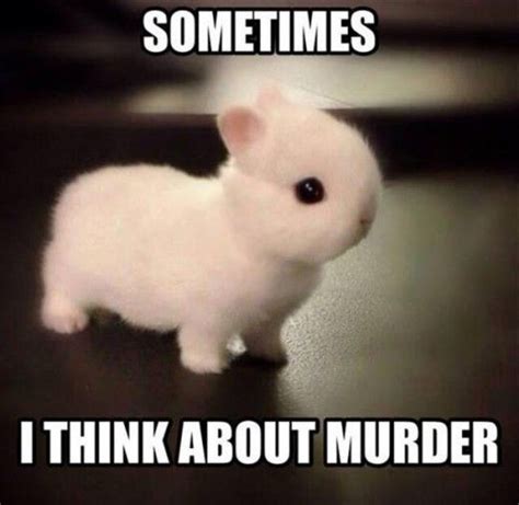 Cute Bunnies With Captions