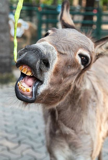 Best Donkey Teeth Stock Photos Pictures And Royalty Free Images Istock