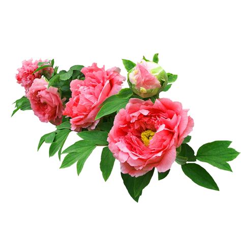 Real Flower Png png image