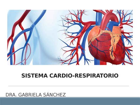El Sistema Cardio Respiratorio