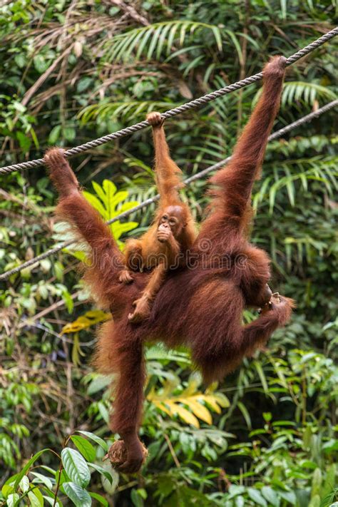 Female Orangutan Stock Photo Image Of Captivity Motherhood 123990